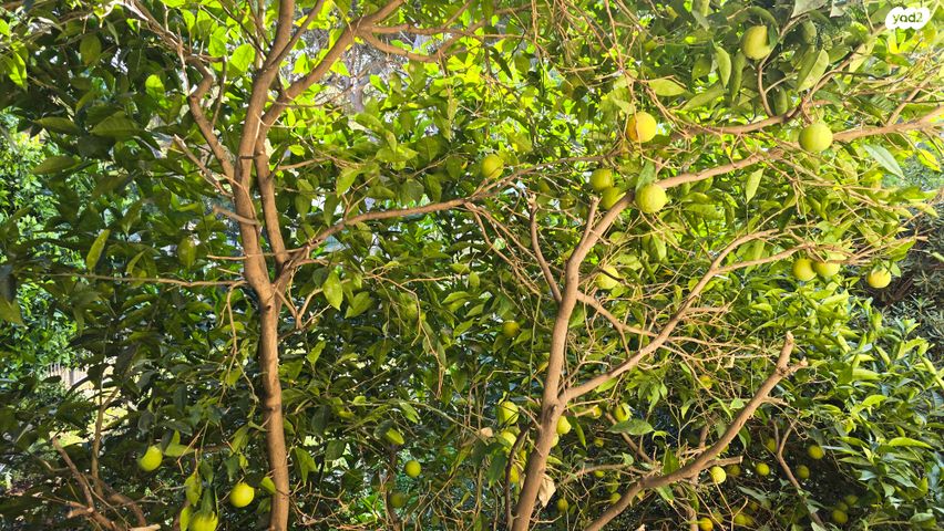 דירה, דוד פינסקי, מרכז הכרמל, חיפה