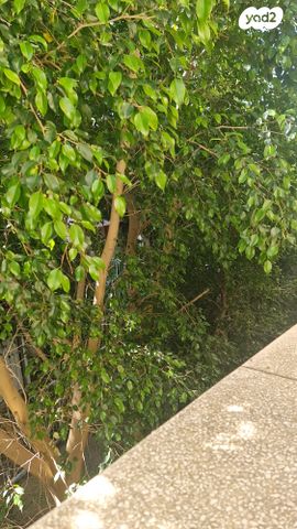 דירת גן, אלברט שווייצר, רמת אשכול, חיפה