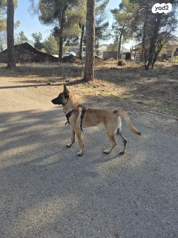 תמונת מודעה - חיות מחמד