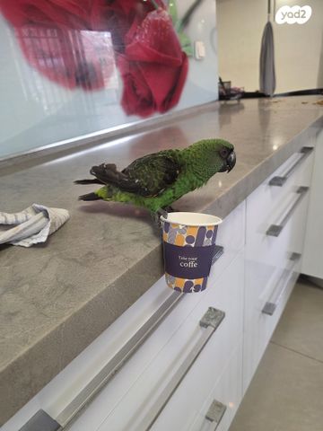 תמונת מודעה - חיות מחמד