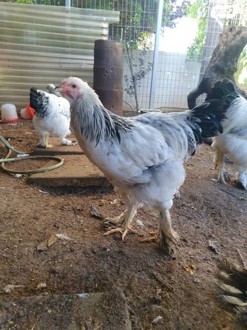 תמונת מודעה - חיות מחמד