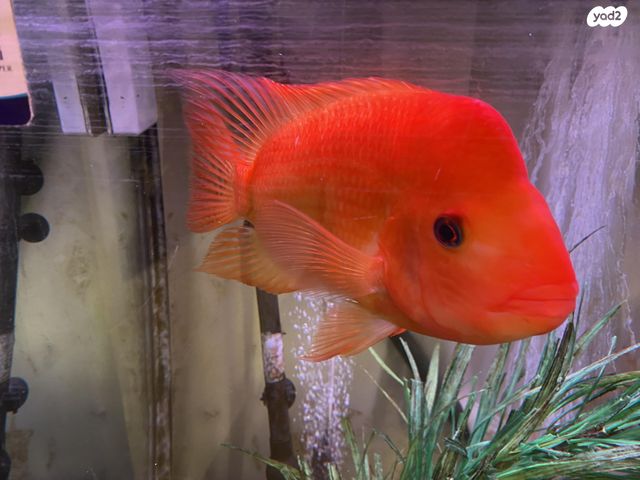 תמונת מודעה - חיות מחמד