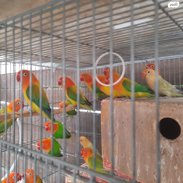 תמונת מודעה - חיות מחמד