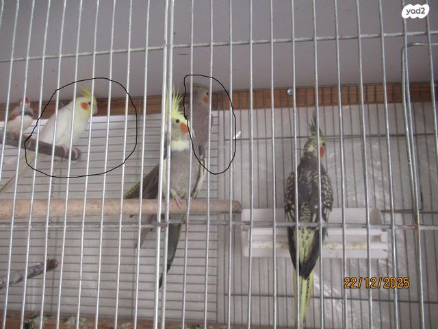 תמונת מודעה - חיות מחמד