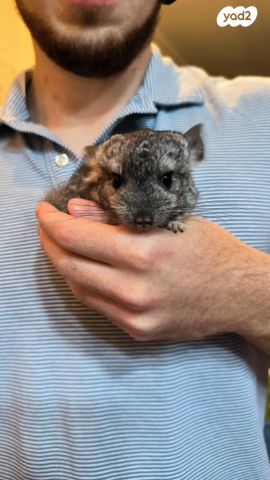 תמונת מודעה - חיות מחמד