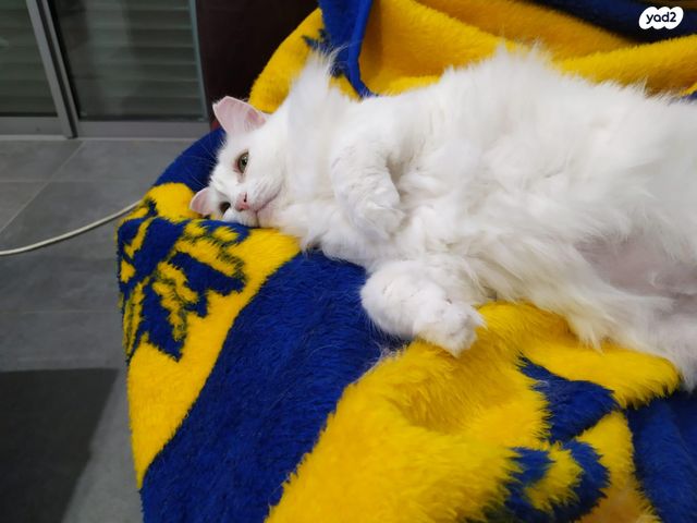 תמונת מודעה - חיות מחמד