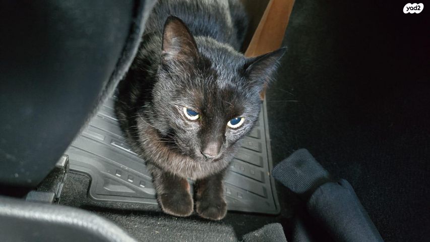 תמונת מודעה - חיות מחמד