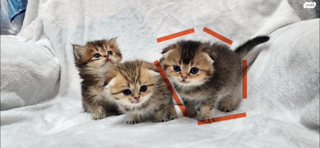 תמונת מודעה - חיות מחמד