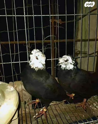 תמונת מודעה - חיות מחמד