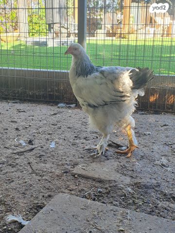 תמונת מודעה - חיות מחמד