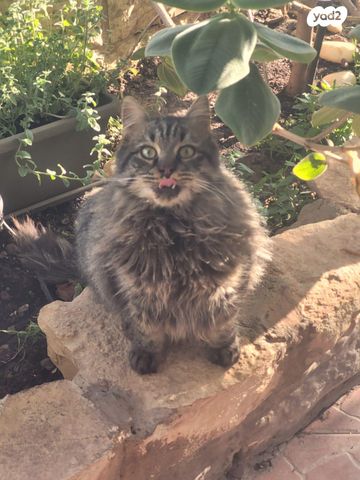 תמונת מודעה - חיות מחמד