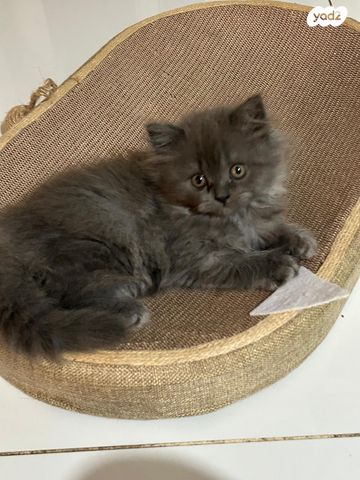 תמונת מודעה - חיות מחמד