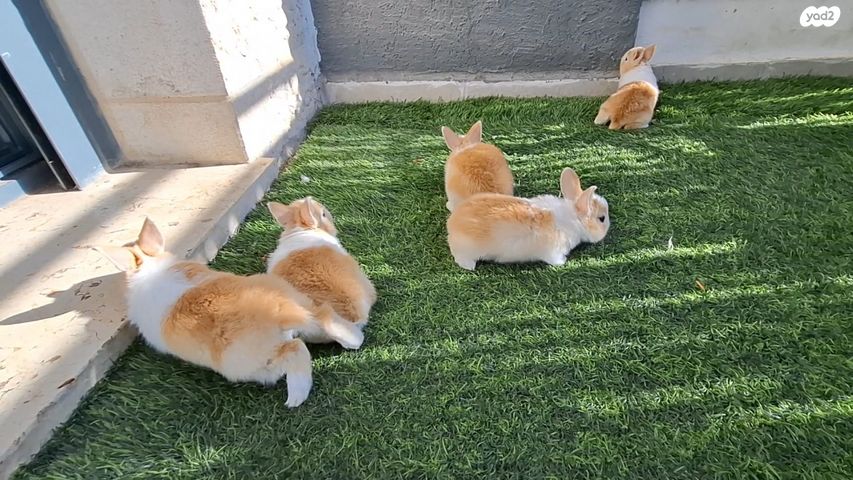 תמונת מודעה - חיות מחמד