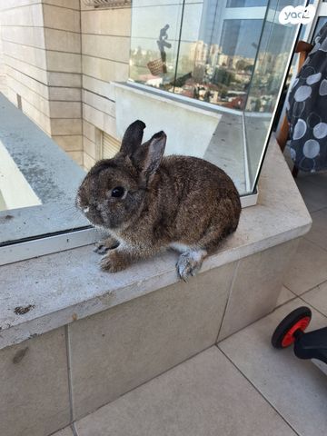 תמונת מודעה - חיות מחמד