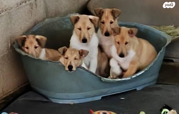 תמונת מודעה - חיות מחמד