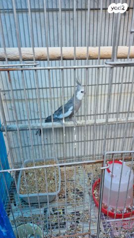 תמונת מודעה - חיות מחמד