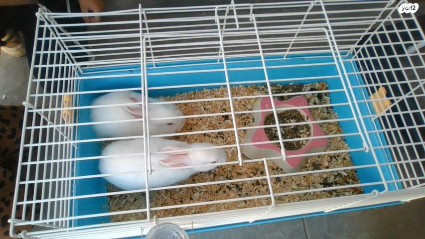 תמונת מודעה - חיות מחמד