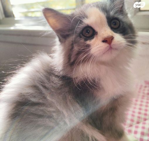 תמונת מודעה - חיות מחמד