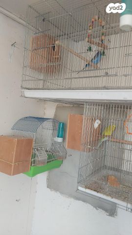 תמונת מודעה - חיות מחמד