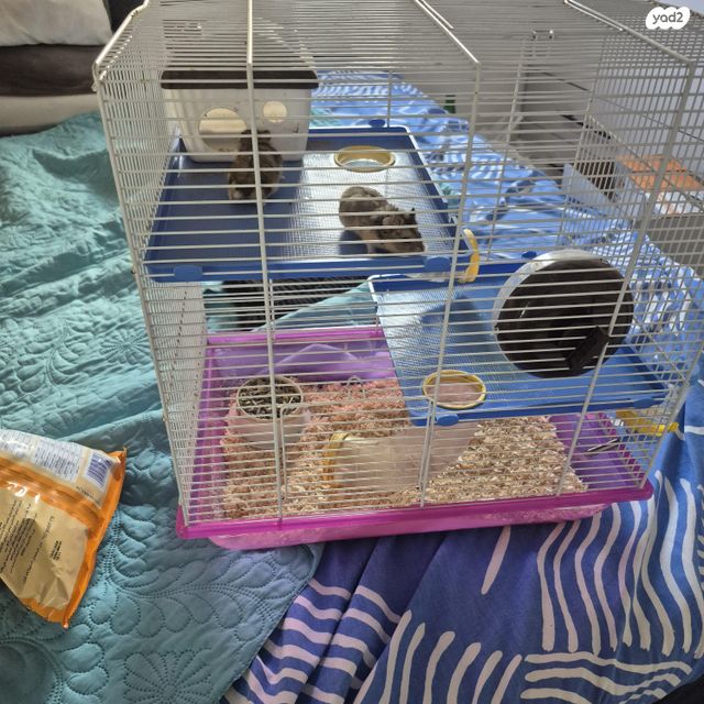 תמונת מודעה - חיות מחמד