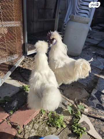 תמונת מודעה - חיות מחמד