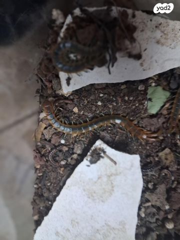 תמונת מודעה - חיות מחמד