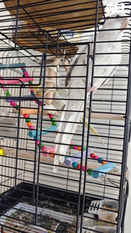 תמונת מודעה - חיות מחמד