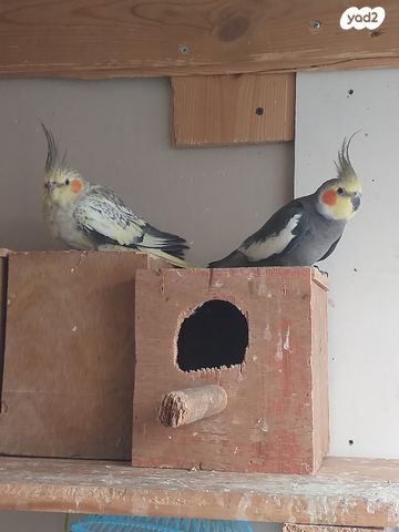 תמונת מודעה - חיות מחמד