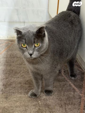 תמונת מודעה - חיות מחמד