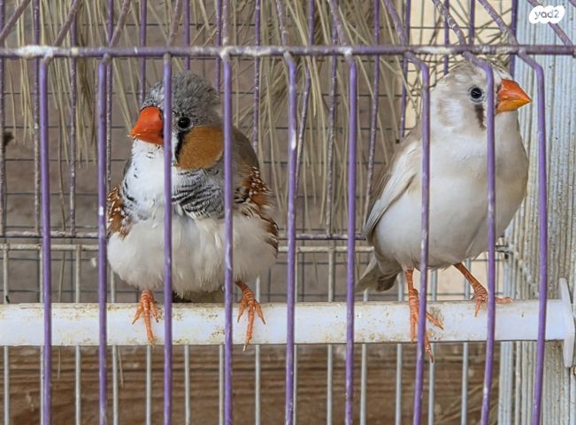 תמונת מודעה - חיות מחמד