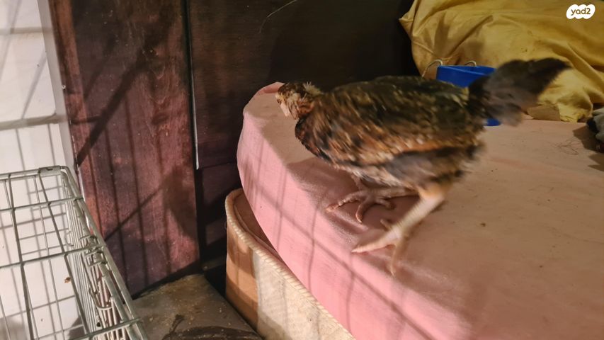 תמונת מודעה - חיות מחמד