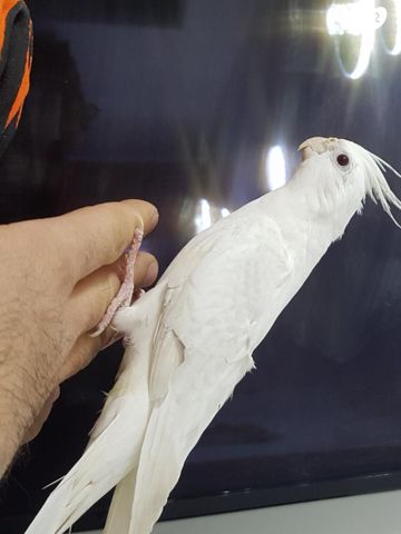 תמונת מודעה - חיות מחמד