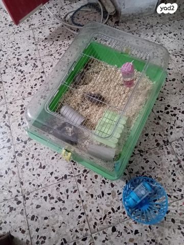 תמונת מודעה - חיות מחמד