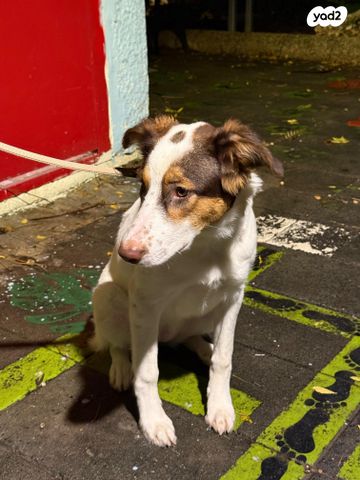 תמונת מודעה - חיות מחמד