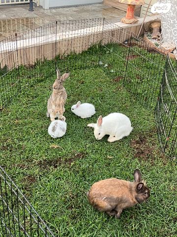 תמונת מודעה - חיות מחמד