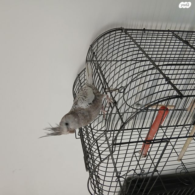 תמונת מודעה - חיות מחמד