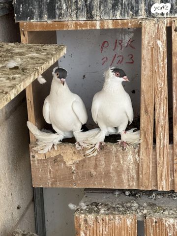 תמונת מודעה - חיות מחמד