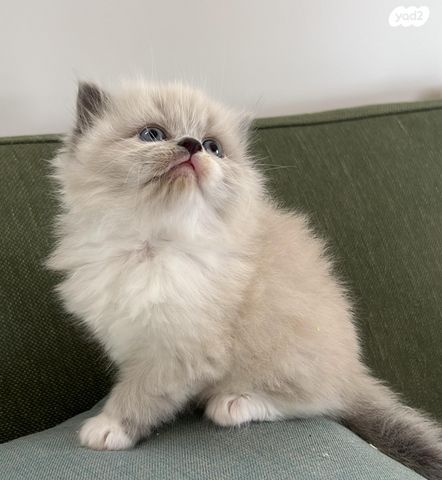 תמונת מודעה - חיות מחמד