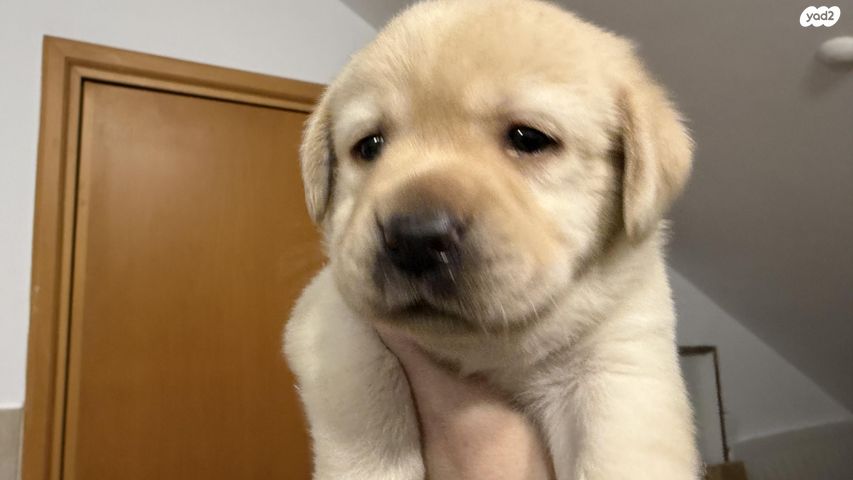 תמונת מודעה - חיות מחמד