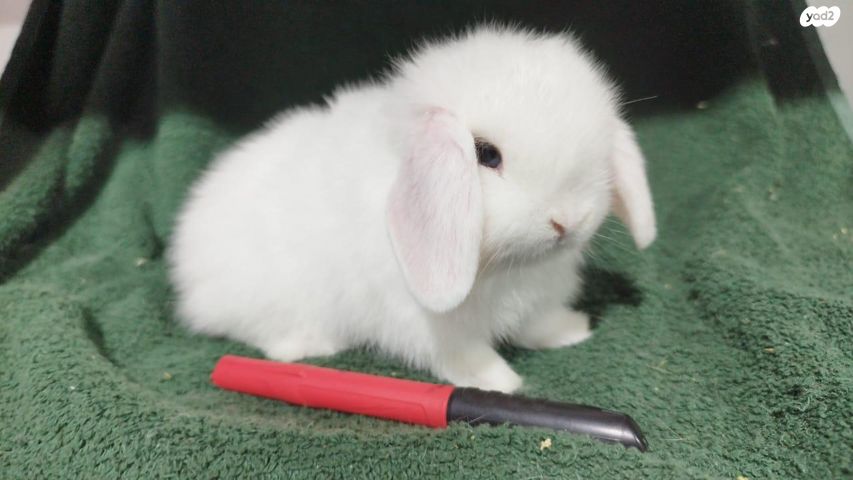 תמונת מודעה - חיות מחמד