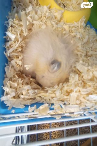 תמונת מודעה - חיות מחמד