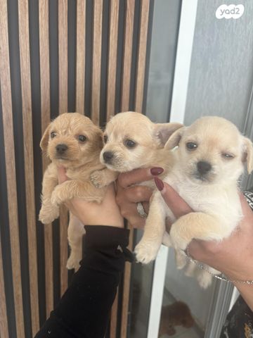 תמונת מודעה - חיות מחמד