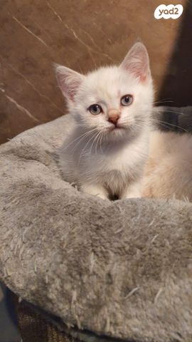 תמונת מודעה - חיות מחמד