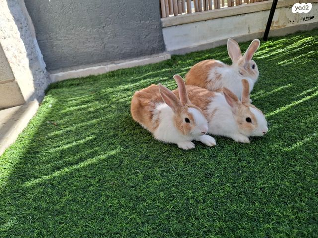 תמונת מודעה - חיות מחמד