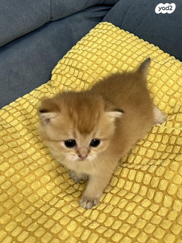 תמונת מודעה - חיות מחמד