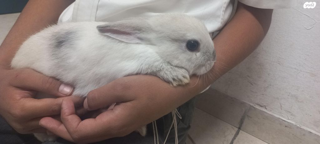 תמונת מודעה - חיות מחמד