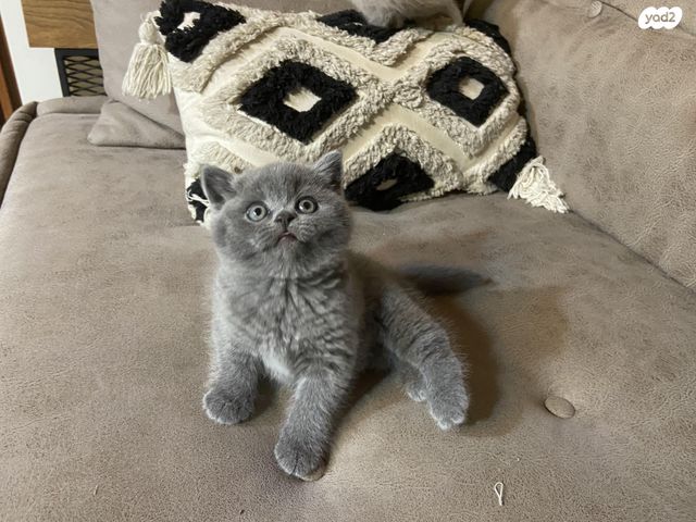 תמונת מודעה - חיות מחמד