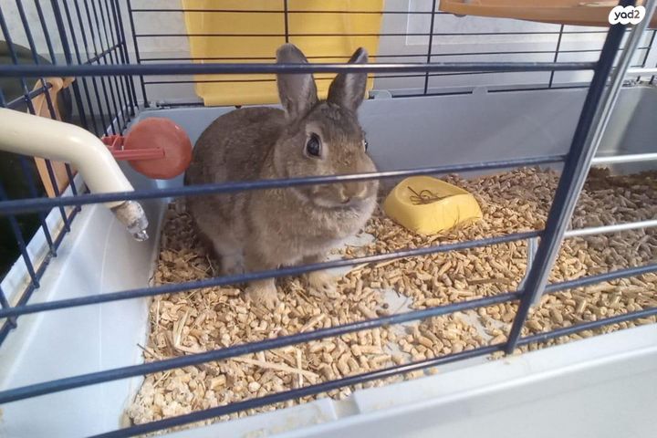 תמונת מודעה - חיות מחמד