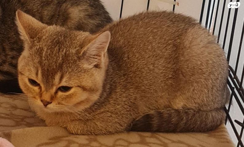 תמונת מודעה - חיות מחמד