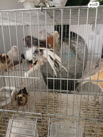 תמונת מודעה - חיות מחמד